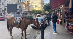 حصان في أحد شوارع بيروت