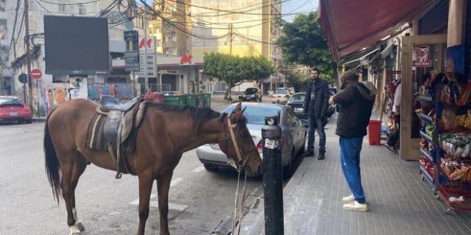 حصان في أحد شوارع بيروت